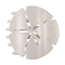 Sand Dollar