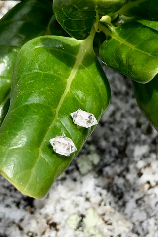 Herkimer Diamond Studs